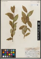 Foto von Salix serissima (L. H. Bailey) Fern.